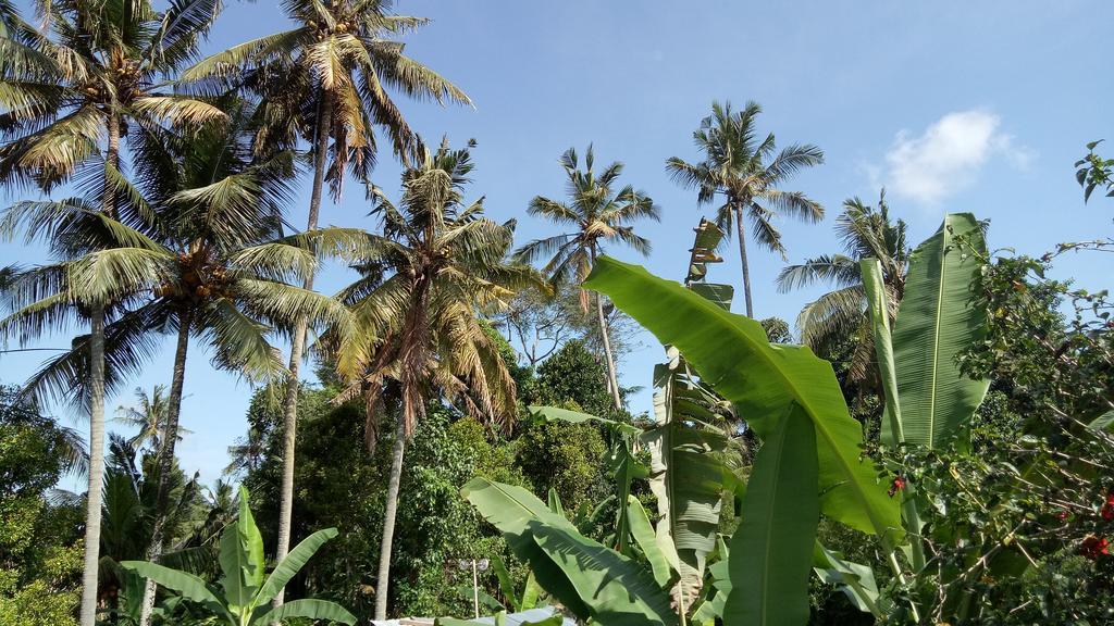 Uma Loris Ubud